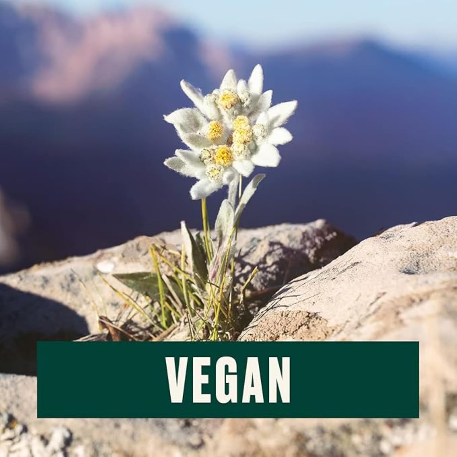 The Body Shop Edelweiss Cleansing Concentrate – Facial Cleanser – Gently Cleanses Tired, Dehydrated Skin– Vegan – 100ml